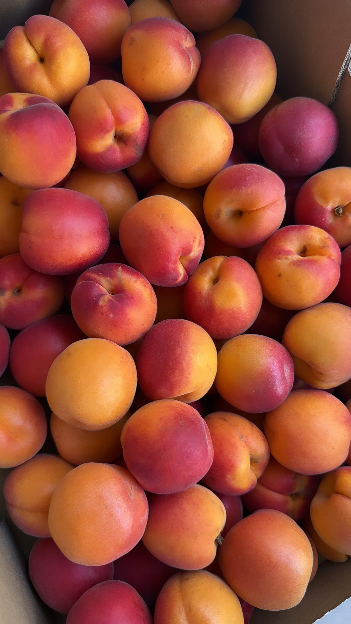 Abricots frais
